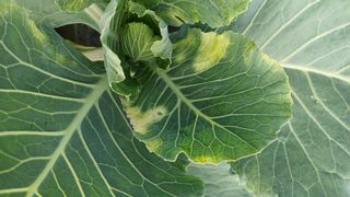 알 수 없음님의 양배추 · 병해충상담 작성글 사진