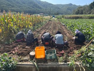 먹거리 아줌님의 고구마 · 영농일지 작성글 사진