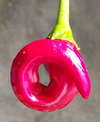 정진해님의 고추 · 일상 작성글 사진