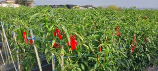 정진해님의 고추 · 일상 작성글 사진