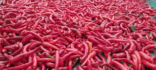 정진해님의 고추 · 일상 작성글 사진