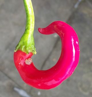 정진해님의 고추 · 일상 작성글 사진