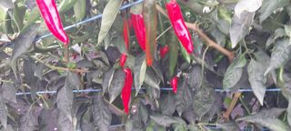 정진해님의 고추 · 일상 작성글 사진