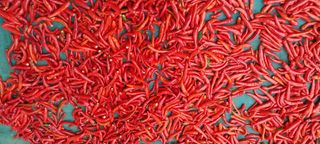 정진해님의 고추 · 일상 작성글 사진