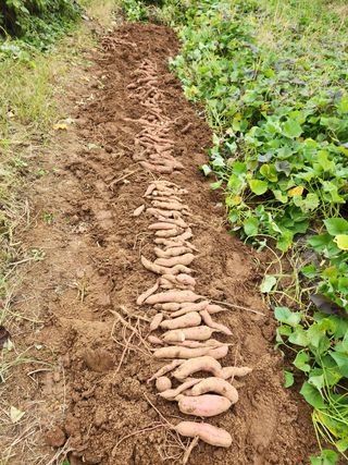 파더곰님의 콩 · 영농일지 작성글 사진