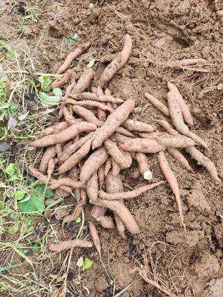 파더곰님의 콩 · 영농일지 작성글 사진