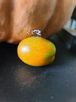 호박16474님의 ↑ 윷놀이 하고 추석덕담 하기 · 참여글 작성글 사진