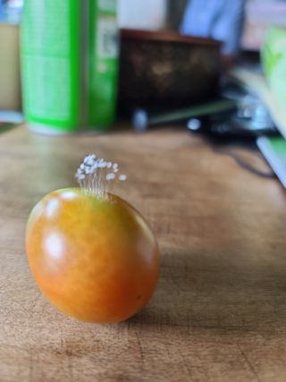 호박16474님의 ↑ 윷놀이 하고 추석덕담 하기 · 참여글 작성글 사진