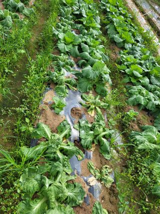 담양 딸기청년농님의 배추 · 병해충상담 작성글 사진