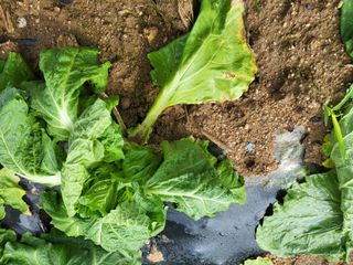 담양 딸기청년농님의 배추 · 병해충상담 작성글 사진