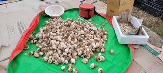 김정은님의 마늘 · 영농일지 작성글 사진