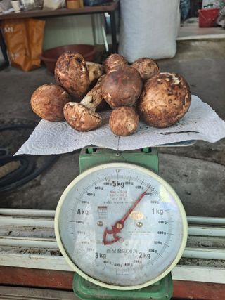 백작약님의 작성글 사진