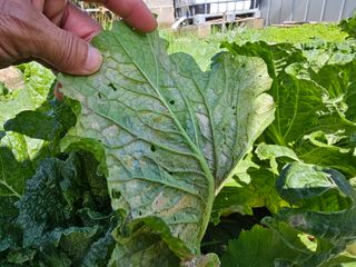 e 편한생활님의 배추 · 병해충상담 작성글 사진