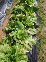 팜모닝 배추·병해충상담 게시글 이미지