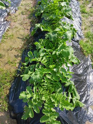 이철호님의 배추 · 병해충상담 작성글 사진