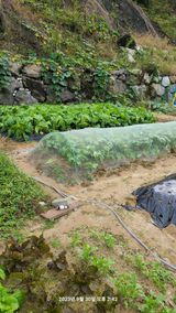 팜모닝 사과·영농일지 게시글 이미지