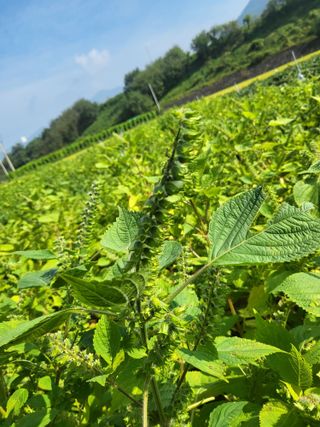 김상진님의 들깨 · 자유게시판 작성글 사진