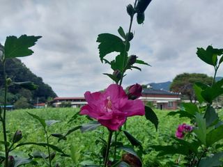 금동이네님의 기타작물 · 자유게시판 작성글 사진