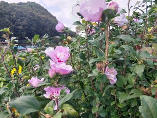 금동이네님의 기타작물 · 자유게시판 작성글 사진