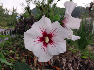 금동이네님의 기타작물 · 자유게시판 작성글 사진