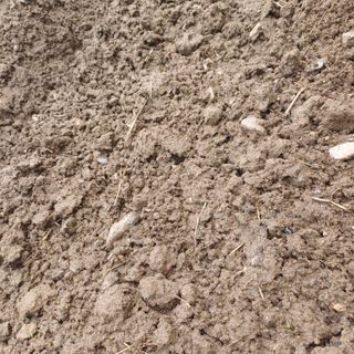 삼성농산님의 마늘 · 토양준비 작성글 사진