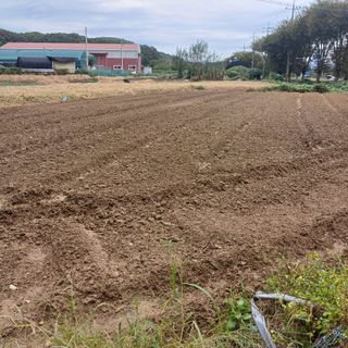 삼성농산님의 마늘 · 토양준비 작성글 사진