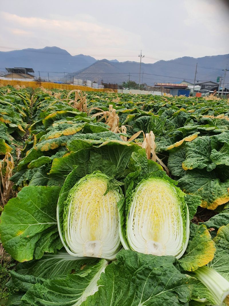 안나영님의 장터 판매 상품 [절임배추 20kg] 첨부 사진