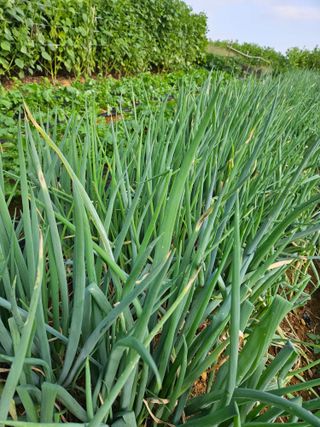 김균율님의 파 · 병해충상담 작성글 사진