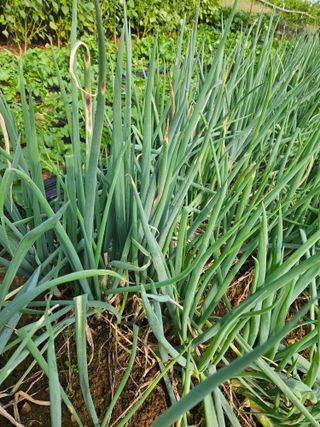 김균율님의 파 · 병해충상담 작성글 사진