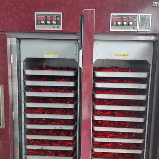 강원도 횡성군님의 고추 · 일상 작성글 사진