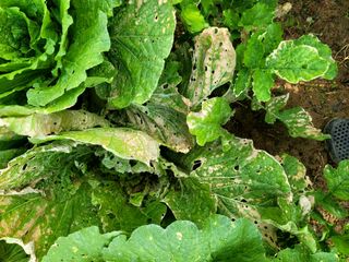 천지현황님의 배추 · 병해충상담 작성글 사진