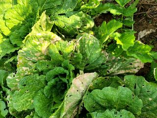 천지현황님의 배추 · 병해충상담 작성글 사진