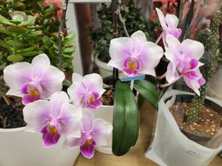 together님의 ↑ 윷놀이 하고 추석덕담 하기 · 참여글 작성글 사진