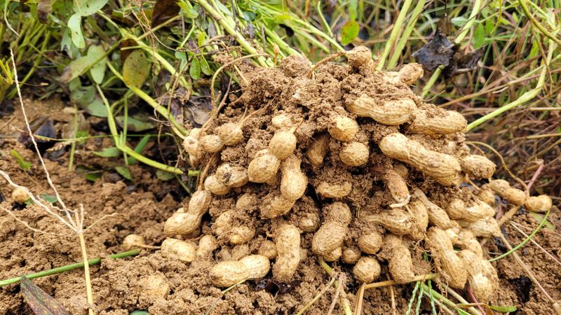 먹골농부님의 장터 판매 상품 [(매진)피햇땅콩 3kg-무료배송 ] 첨부 사진