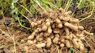 먹골농부님의 작성글 사진