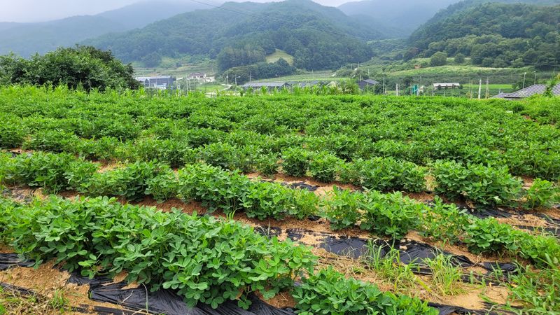 먹골농부님의 장터 판매 상품 [(매진)피햇땅콩 3kg-무료배송 ] 첨부 사진