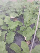 팜모닝 배추·병해충상담 게시글 이미지