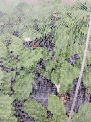 하늘샘(하경수)님의 배추 · 병해충상담 작성글 사진