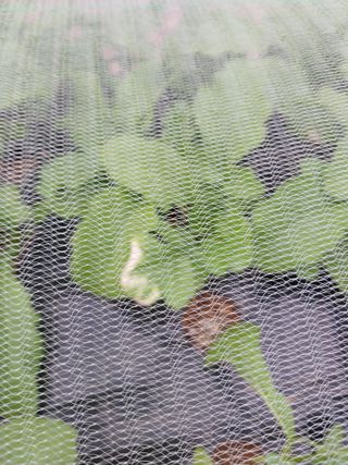 하늘샘(하경수)님의 배추 · 병해충상담 작성글 사진