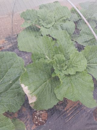 하늘샘(하경수)님의 배추 · 병해충상담 작성글 사진