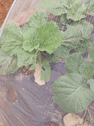 하늘샘(하경수)님의 배추 · 병해충상담 작성글 사진