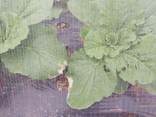 하늘샘(하경수)님의 배추 · 병해충상담 작성글 사진