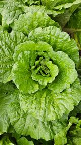 팜모닝 배추·결구기 농작업 게시글 이미지