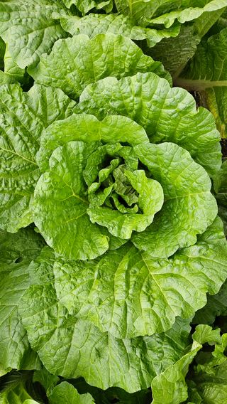 전병수님의 배추 · 결구기 농작업 작성글 사진