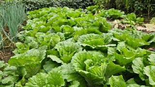 전병수님의 배추 · 결구기 농작업 작성글 사진