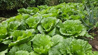 전병수님의 배추 · 결구기 농작업 작성글 사진