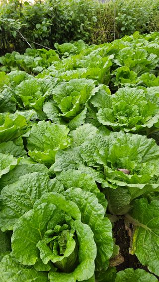 전병수님의 배추 · 결구기 농작업 작성글 사진