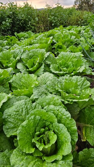 전병수님의 배추 · 결구기 농작업 작성글 사진