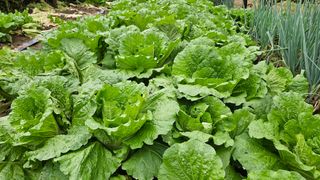 전병수님의 배추 · 결구기 농작업 작성글 사진