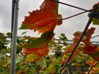 김승철님의 포도 · 병해충상담 작성글 사진